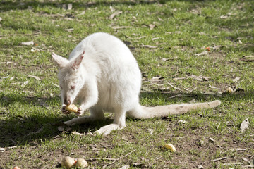 albino wallaby