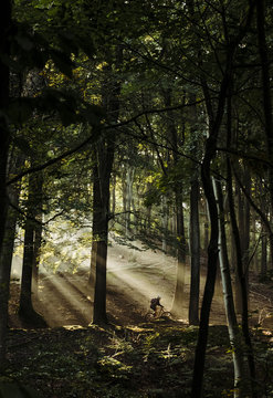 Magical morning mountain biking
