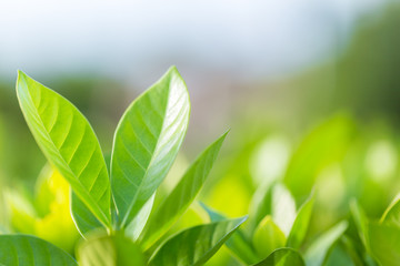 nature view of green leaf on blurred greenery background in garden,Green nature concept.