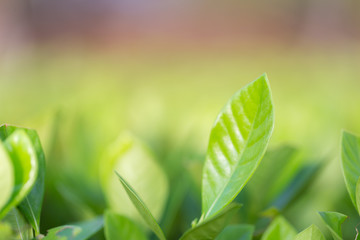 nature view of green leaf on blurred greenery background in garden,Green nature concept.