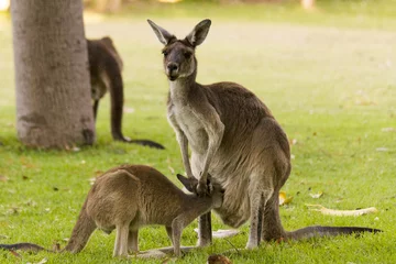 Peel and stick wall murals Kangaroo kangaroo feeding breeding