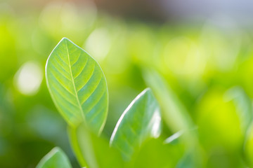 nature view of green leaf on blurred greenery background in garden,Green nature concept.