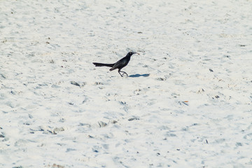 Great-tailed grackle or Mexican grackle (Quiscalus mexicanus) at the beach in Tulum, Mexico