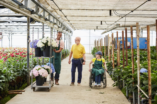 Florists Examining Hydrangea Pots In Greenhouse