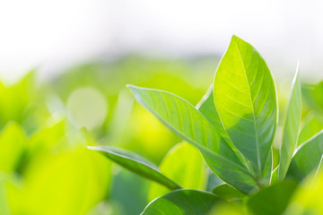nature view of green leaf on blurred greenery background in garden,Green nature concept.