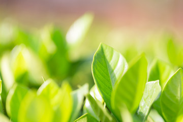nature view of green leaf on blurred greenery background in garden,Green nature concept.
