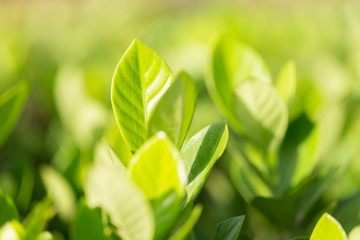 nature view of green leaf on blurred greenery background in garden,Green nature concept.