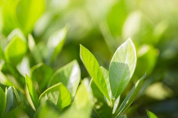 nature view of green leaf on blurred greenery background in garden,Green nature concept.