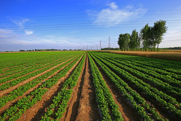 Rows of peanut fields