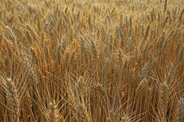 The mature wheat