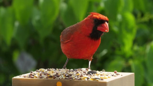 Close up of a bright red male cardinal as he eats seeds and then spreads his wings and flies away.