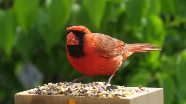 Close up of a bright red male cardinal shelling and eating seeds with green trees in background.