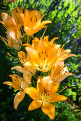 オレンジの百合