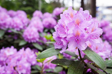 Lush rhododendron flower bush blooming