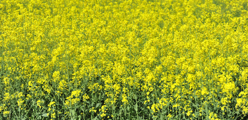 Yellow field flowers in Germany