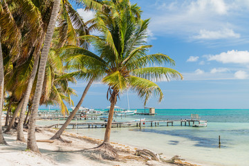 Palms and piers at Caye Caulker island, Belize