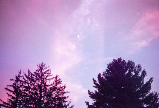 A sunset sky showing a half moon between two pine trees