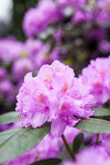 Lush rhododendron flower bush blooming