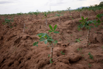 Tapioca in the garden in the countryside