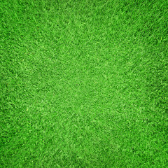 Fototapeta premium Beautiful green grass texture