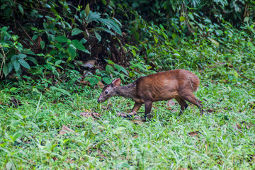 Red Brocket Deer in Cockscomb Basin Wildlife Sanctuary, Belize.