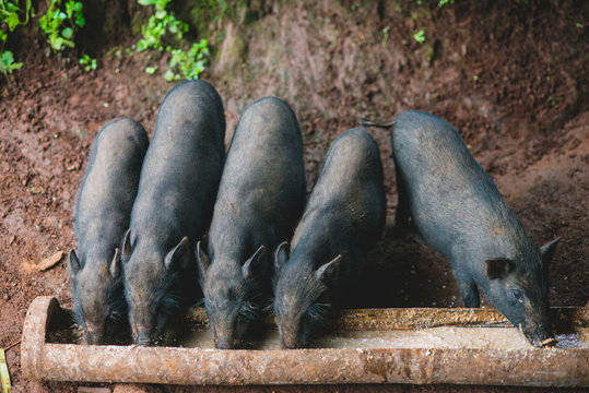 Piggy