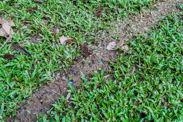 Leafcutter ant trail in  Cockscomb Basin Wildlife Sanctuary, Belize.