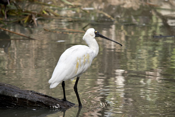 a royal spoonbill