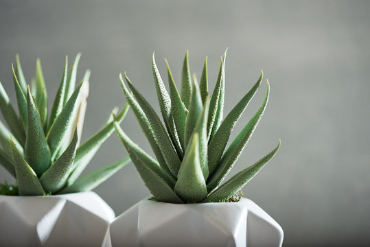 Succulents on a concrete background.