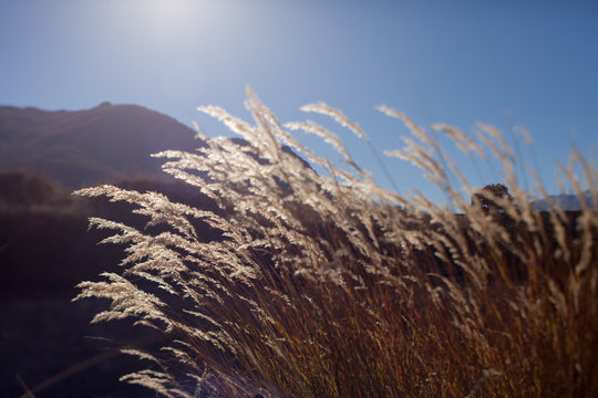 Grass against a blue sky on mountain