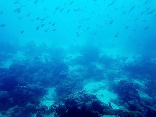 Fototapeta na wymiar beautiful view underwater of the atlantic ocean in the sea of Aruba with some fish and a shipwreck