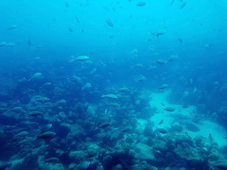 beautiful view underwater of the atlantic ocean in the sea of Aruba with some fish and a shipwreck