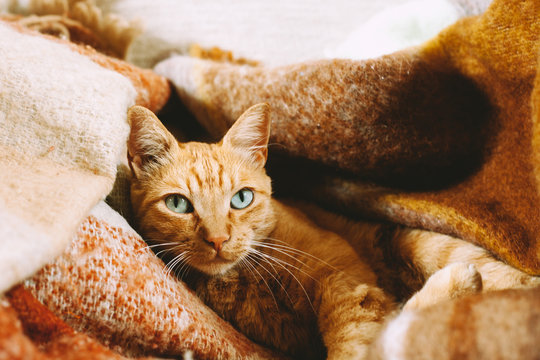 Cat chilling on the couch in autumn