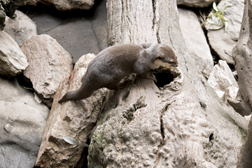 oriental otters