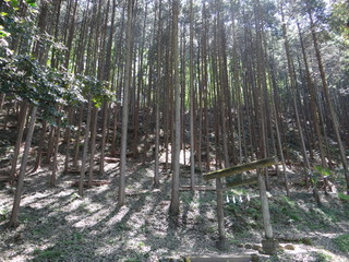 Shrine gate in the mountain (Japan) 山奥にある神社の鳥居