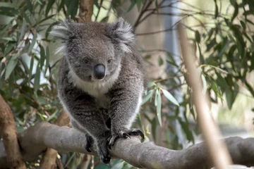 Tableaux ronds sur aluminium brossé Koala un koala australien