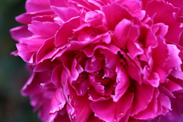 Large Pink Peony Bloom