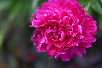 Large Pink Peony Bloom