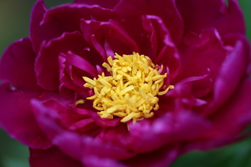 Large Pink Peony Bloom