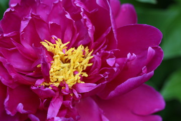 Large Pink Peony Bloom