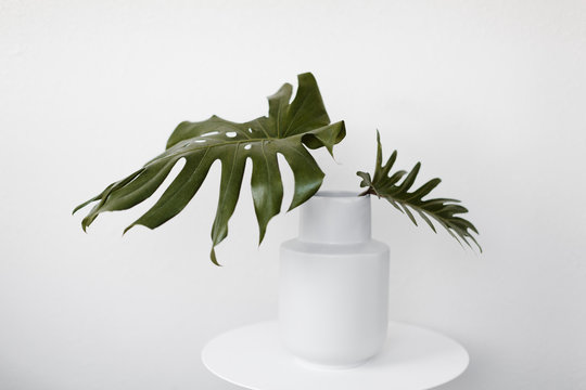 Large green leaves in white vase with white background