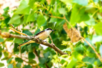  bird of the wild Lanius schach on a branch with an insect in its beak