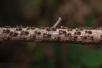 termite walking in line on wood transfer food