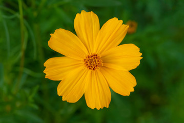 top view cosmos  flower in the garden background