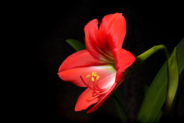 Fototapeta premium Red hemerocallis flower in dark background low key Bela Lugosi