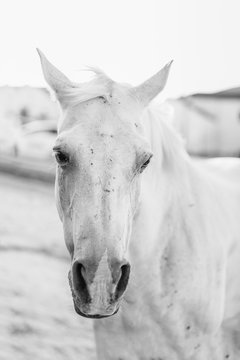 Old White Horse With Scars On Its Face