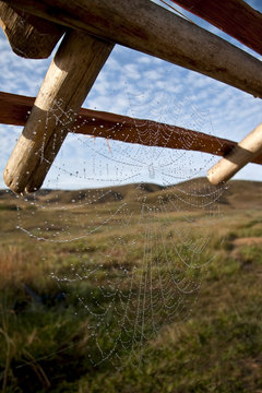 Spider web with dew on it