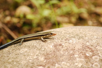 ニホントカゲ/Plestiodon japonicus 1