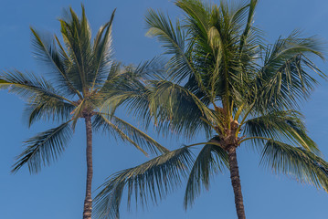 Fototapeta na wymiar Palm Trees in blue sky