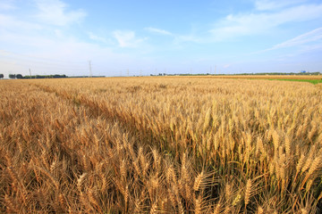 wheat mature